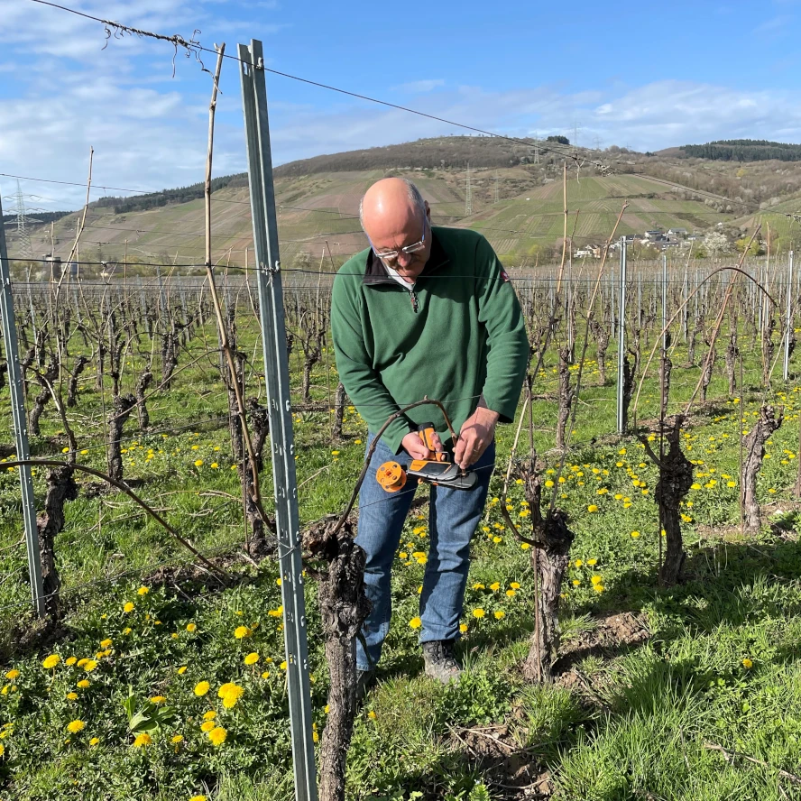 Arbeiten im Weinberg
