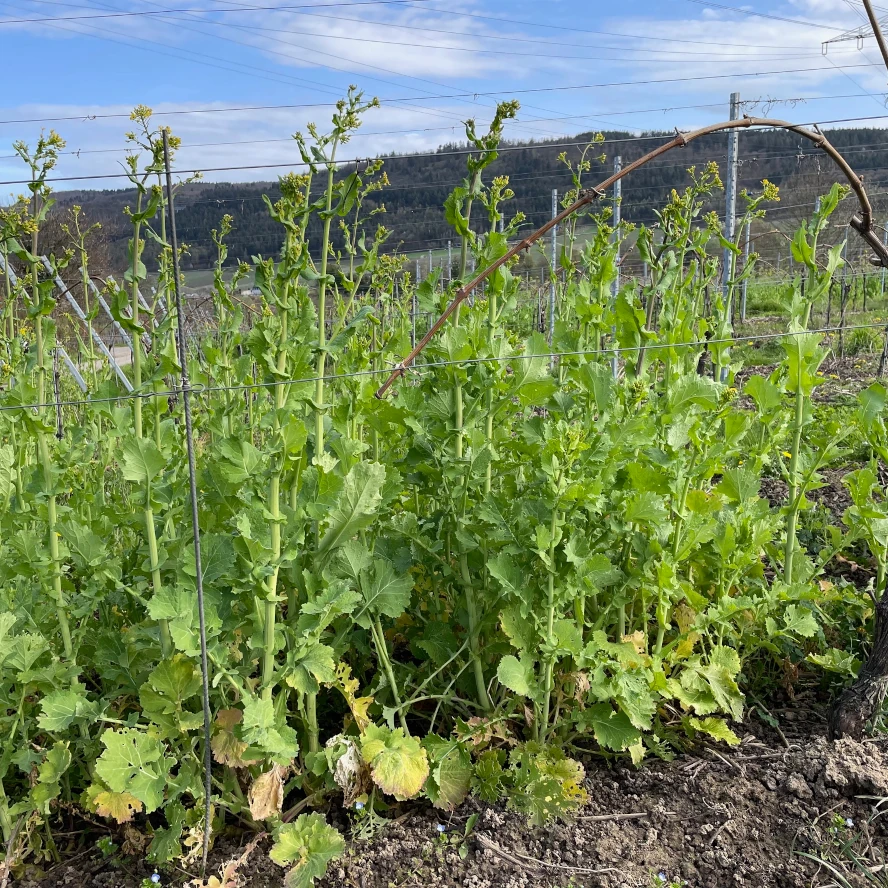 Arbeiten im Weinberg