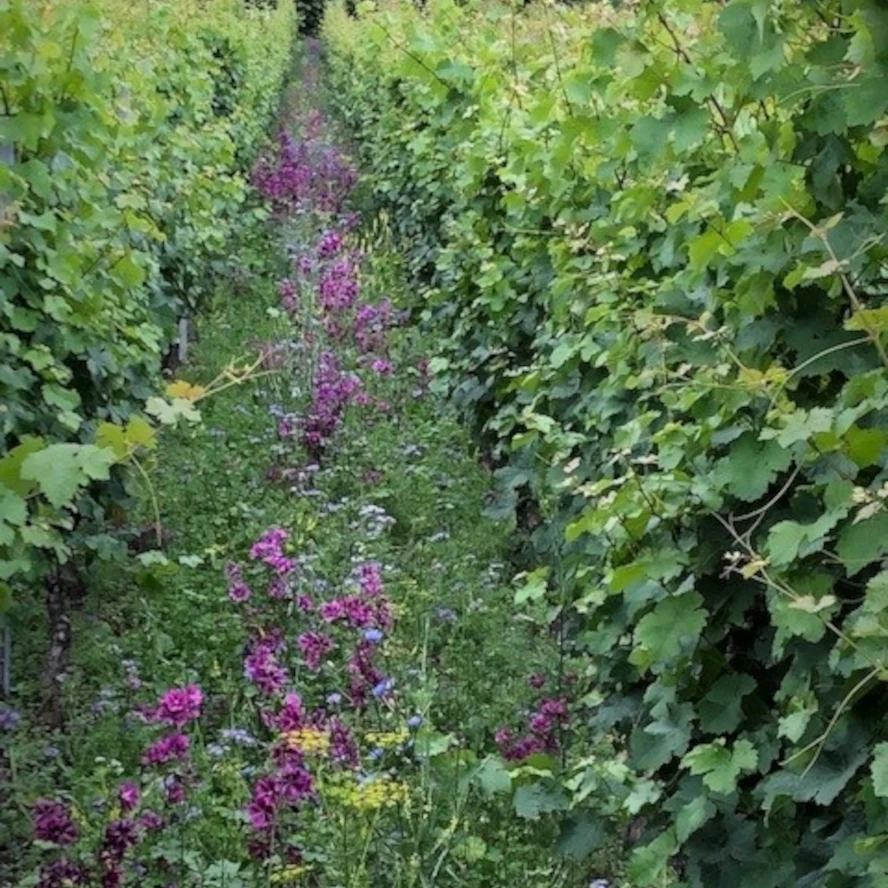 Arbeiten im Weinberg