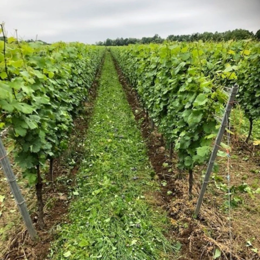 Arbeiten im Weinberg