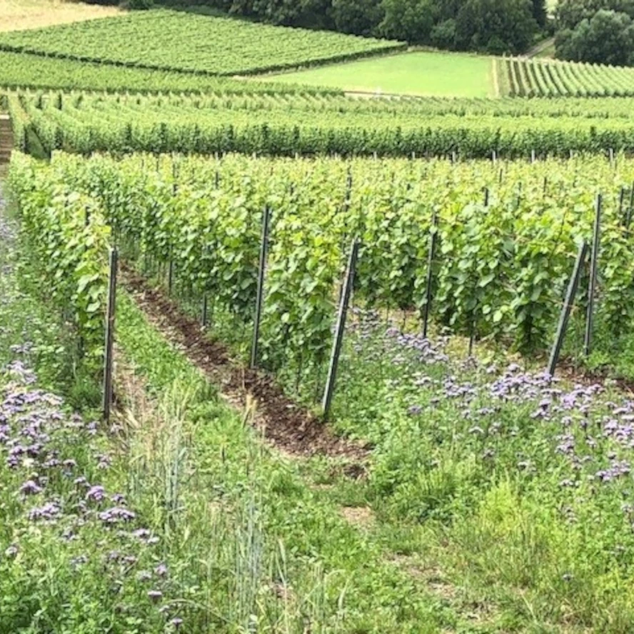 Arbeiten im Weinberg