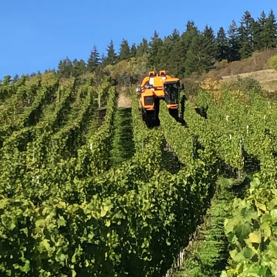 Vollernter im Weinberg