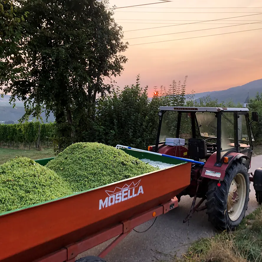 Traktor-Anhänger mit Trauben bei Sonnenuntergang