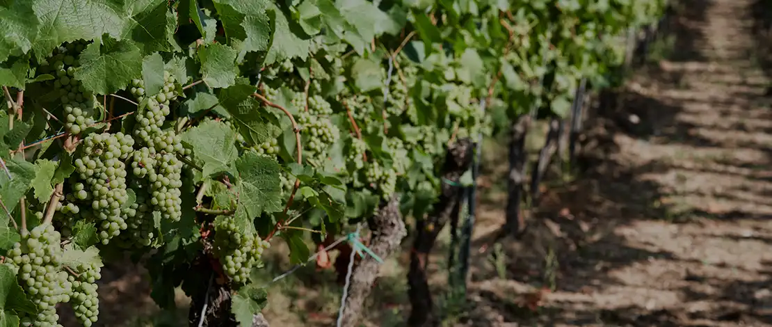 Weinlage Mehringer Goldkupp